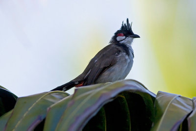 Red-whiskered bulbul (Pycnonotus jocosus)