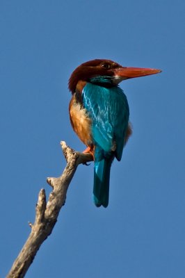 White-throated kingfisher(Halcyon smyrnensis)