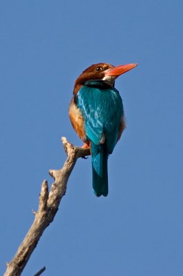 White-throated kingfisher(Halcyon smyrnensis)