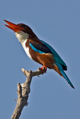 White-throated kingfisher(Halcyon smyrnensis)