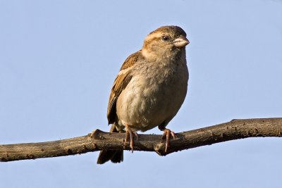 House sparrow (Passer domesticus) female