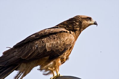 Black Kite (Milvus migrans)