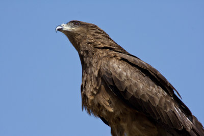 Black Kite (Milvus migrans)