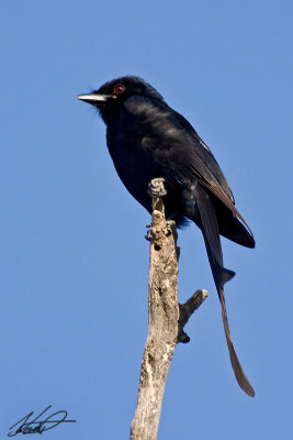 Black drongo (Dicrurus macrocercus)