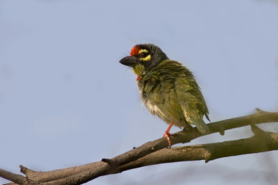 Coppersmith barbet (Megalaima heamacephala)