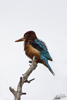 White-throated kingfisher(Halcyon smyrnensis)