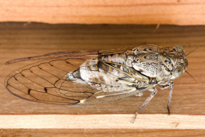 Cicada