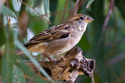 House sparrow (Passer domesticus)female