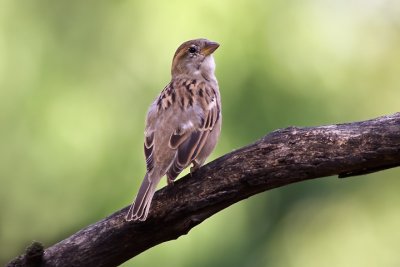 House sparrow (Passer domesticus)female