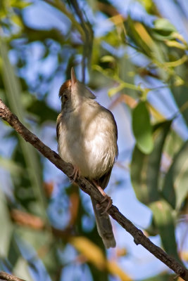 Common Tailorbird (Orthotomus sutorius)