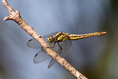 g1/56/689056/3/116890082.tJrhvaL1.jpg
