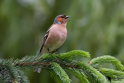 Fringillidae - Finches