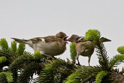 Chaffinch (Fringilla coelebs)