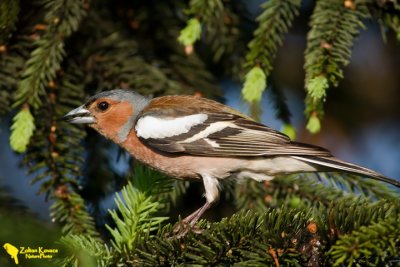 Chaffinch (Fringilla coelebs)