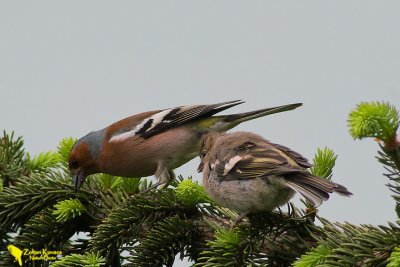 Chaffinch (Fringilla coelebs)