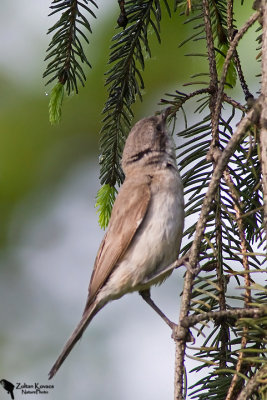 Lesser Whitethroat (Sylvia curruca)