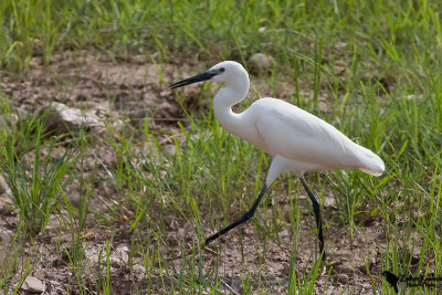 Little Egret (Egretta garzetta)