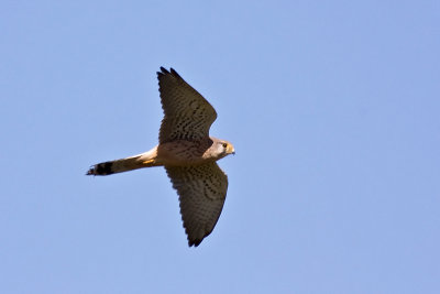 Common Kestrel (Falco tinnunculus)