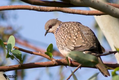 Spotted dove (Streptopelia chinensis)