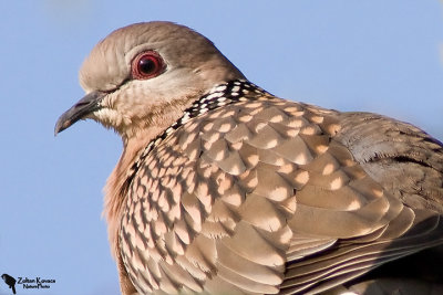 Spotted dove (Streptopelia chinensis)