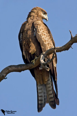 Black Kite (Milvus migrans)