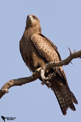 Black Kite (Milvus migrans)