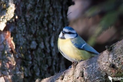 Blue Tit (Cyanistes caeruleus)