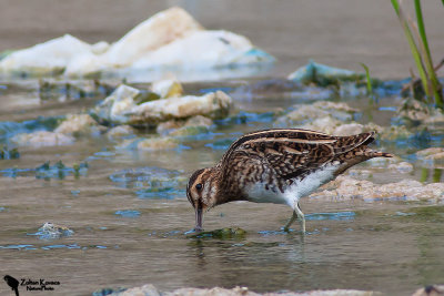 Jack Snipe (Lymnocryptes minimus)