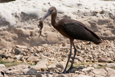 Glossy Ibis (Plegadis falcinellus)