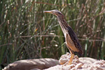 Little Bittern