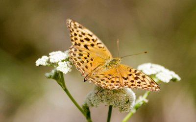 Dark Green Fritillary (Argynnis aglaja)