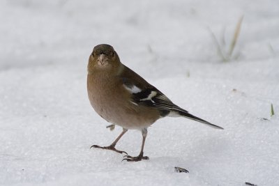 Chaffinch (Fringilla coelebs)