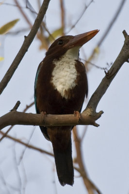 White-throated kingfisher(Halcyon smyrnensis)