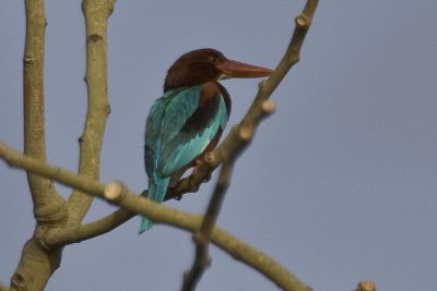 White-throated kingfisher(Halcyon smyrnensis)