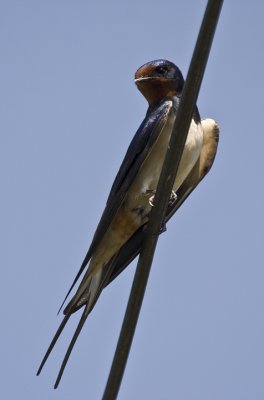 Barn swallow (Hirundo rustica)