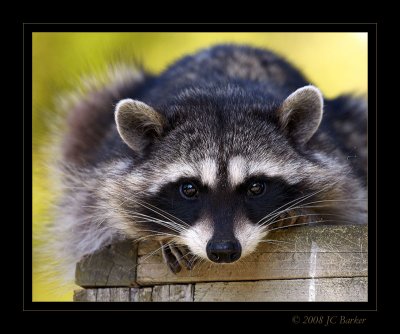IMG_1024 copy.jpg
