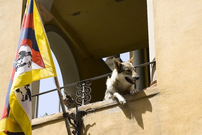 Dog Hangs Out in Bagni di Lucca IT 1 of 1.jpg