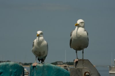 20090803-_MG_8895.jpg