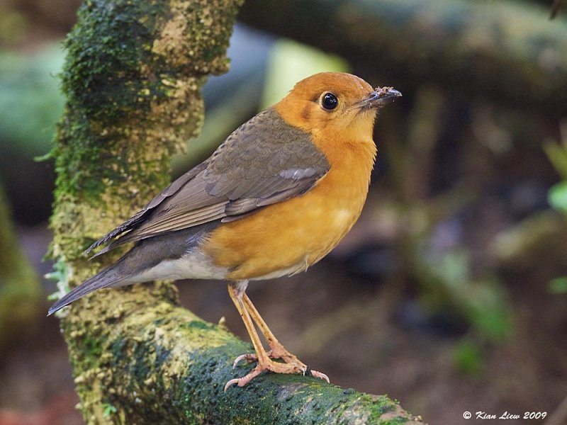 Orange Headed Thrush (Female)