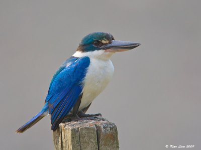 Collared Kingfisher