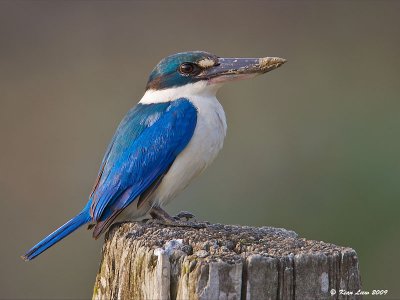 Collared Kingfisher