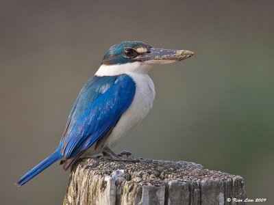 Collared Kingfisher