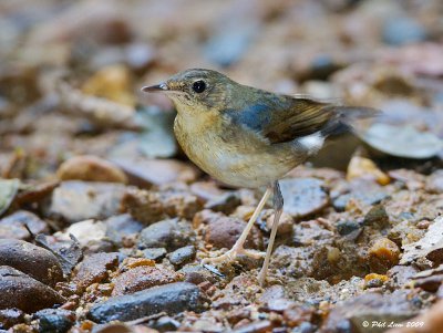 Siberian Blue Robin Thrush - Zoothera sibirica