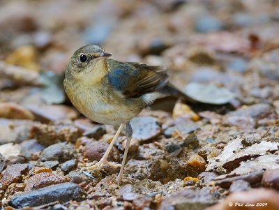 SIberian Blue Robin Thrush - Zoothera sibirica