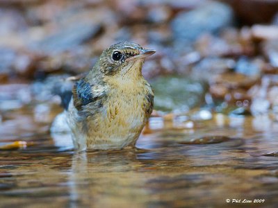 Siberian Blue Robin Thrush - Zoothera sibirica