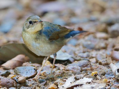 Siberian Blue Robin Thrush - Zoothera sibirica