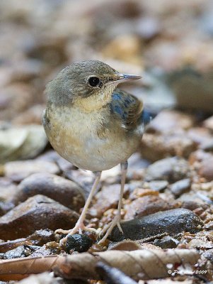 Siberian Blue Robin Thrush - Zoothera sibirica