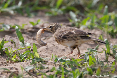 Pipit - Richard's or Paddyfield?