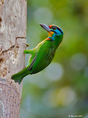 Black Browed Barbet