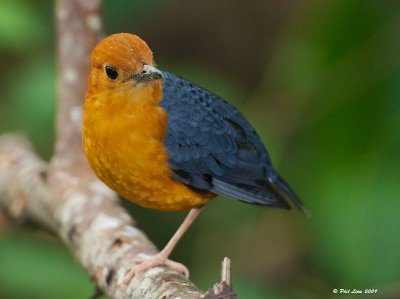 Orange Headed Thrush (Male)